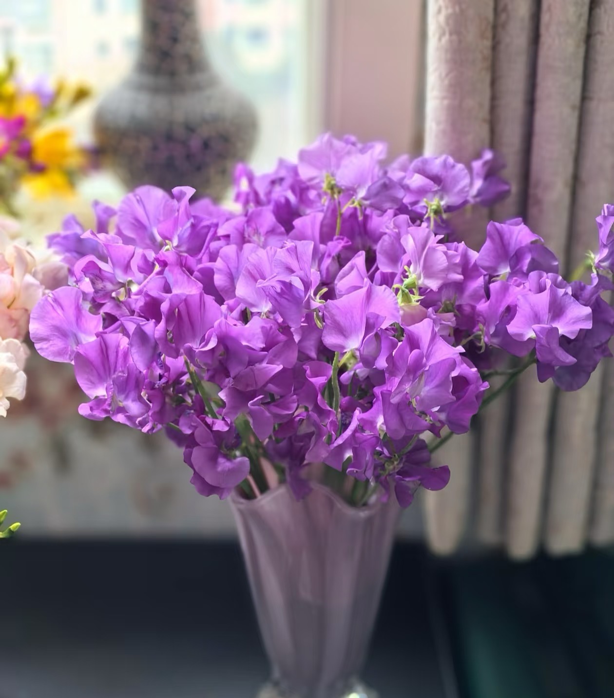 【源头一手价】紫色豌豆花    云南鲜花  基地直发   水养   家养 