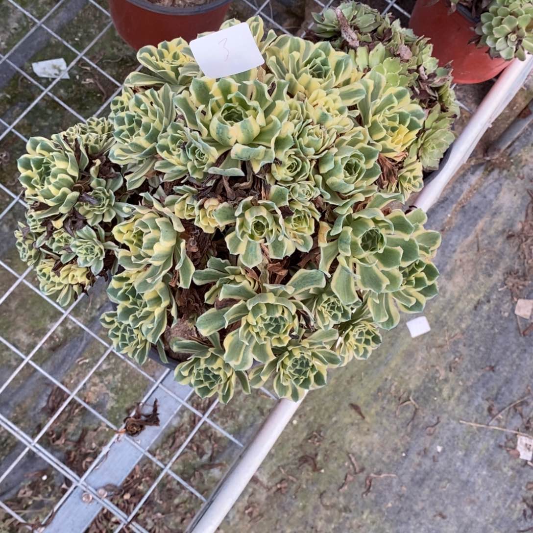 多肉植物组合拼盘3