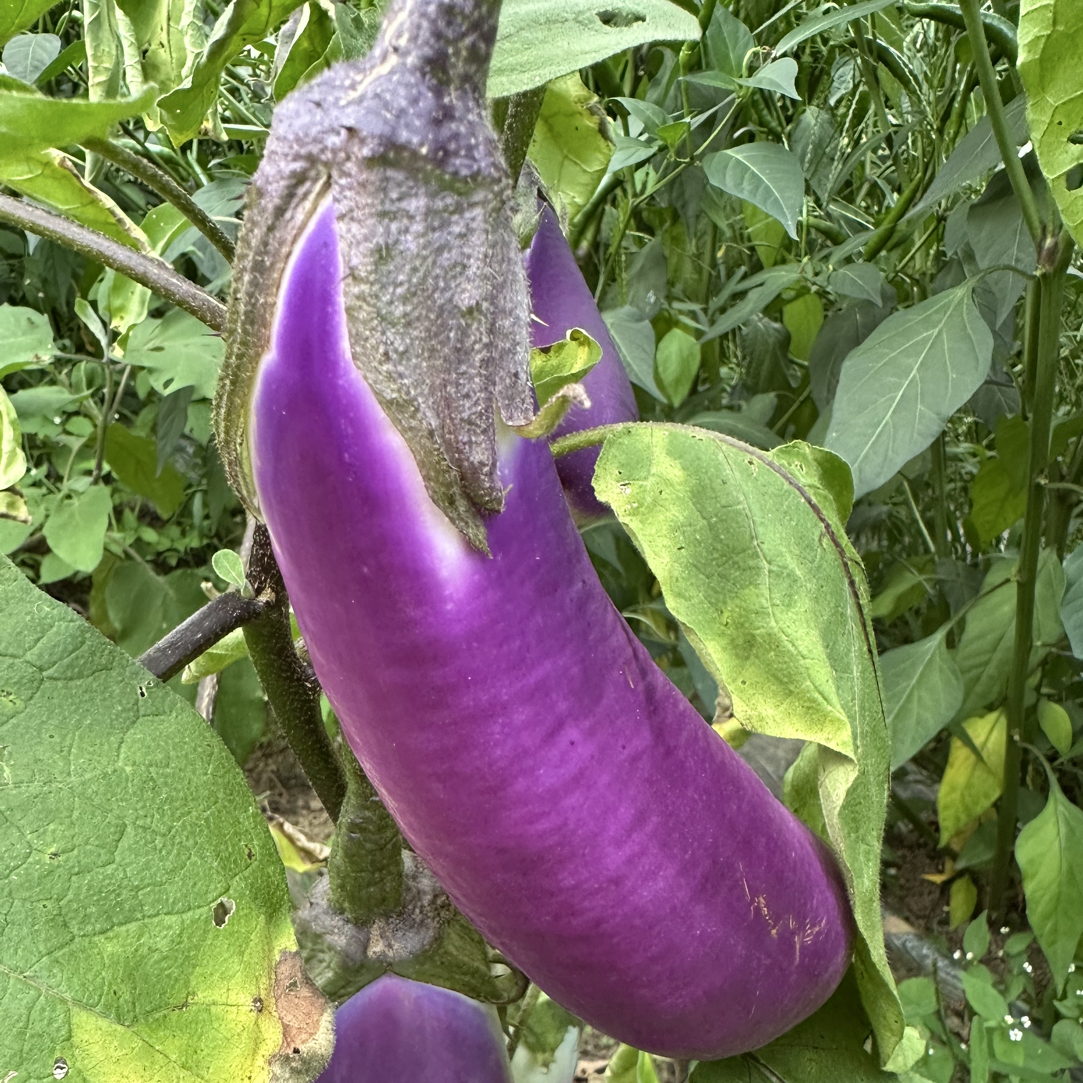 本地农户自种茄子