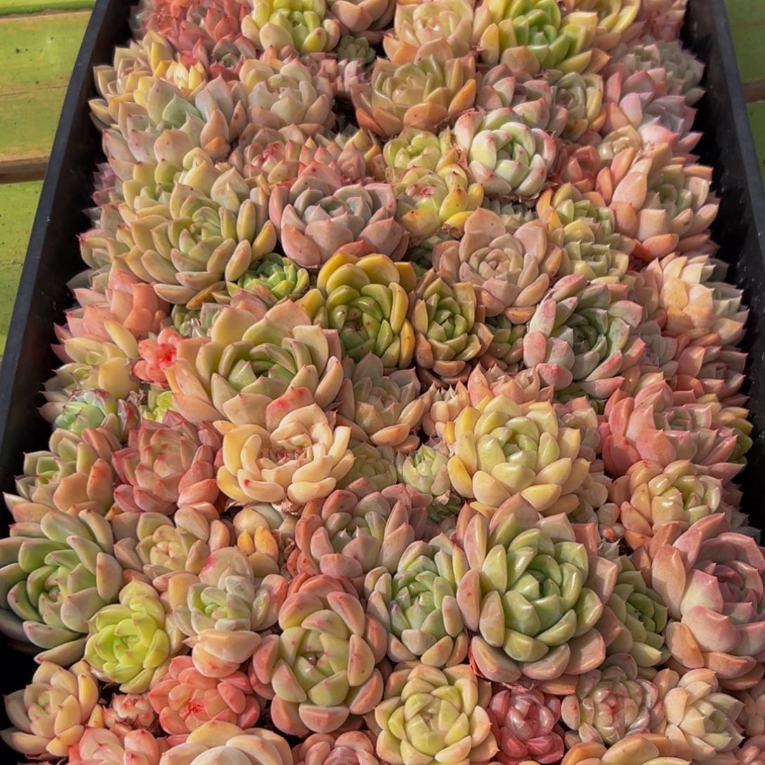 072多肉葡萄的味道是什么呢