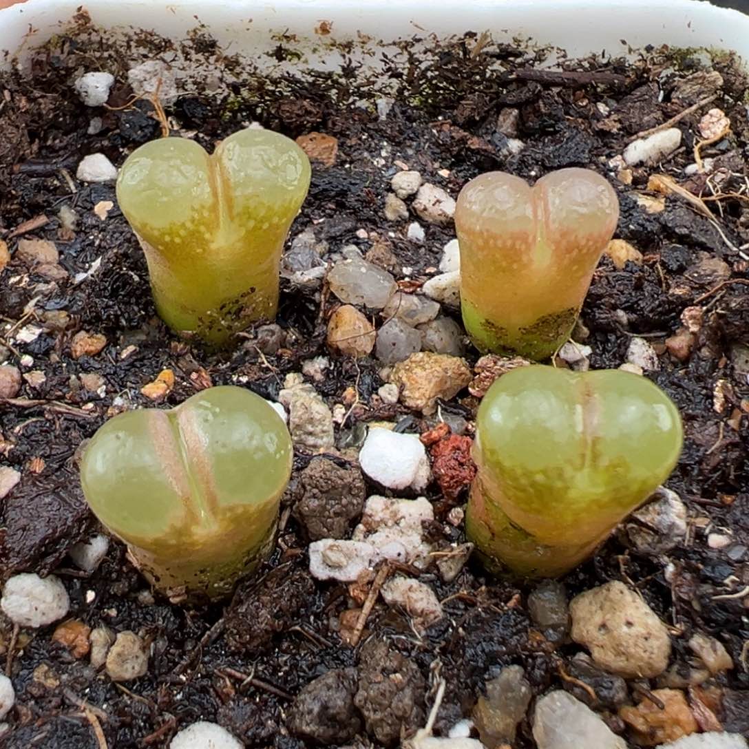 3.4好看的多肉脱土发货548