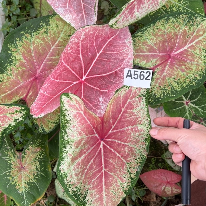 是***！不开花植物A562芭蕾舞鞋地栽不包种球大小不售后