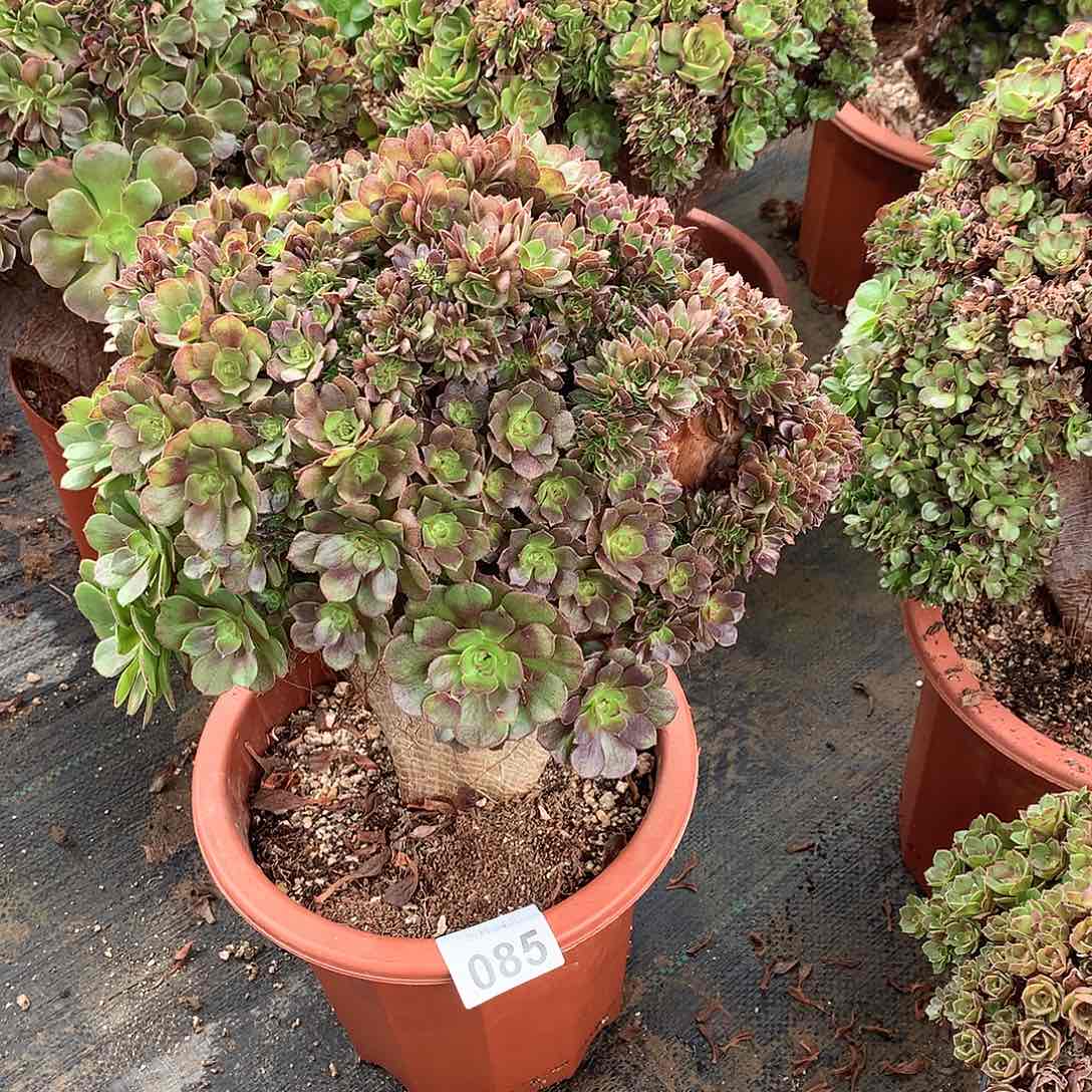 红陶085万圣节朵朵微瑕