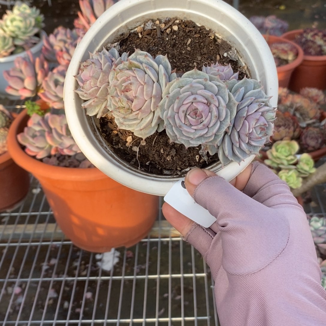 5823露娜莲一物一拍