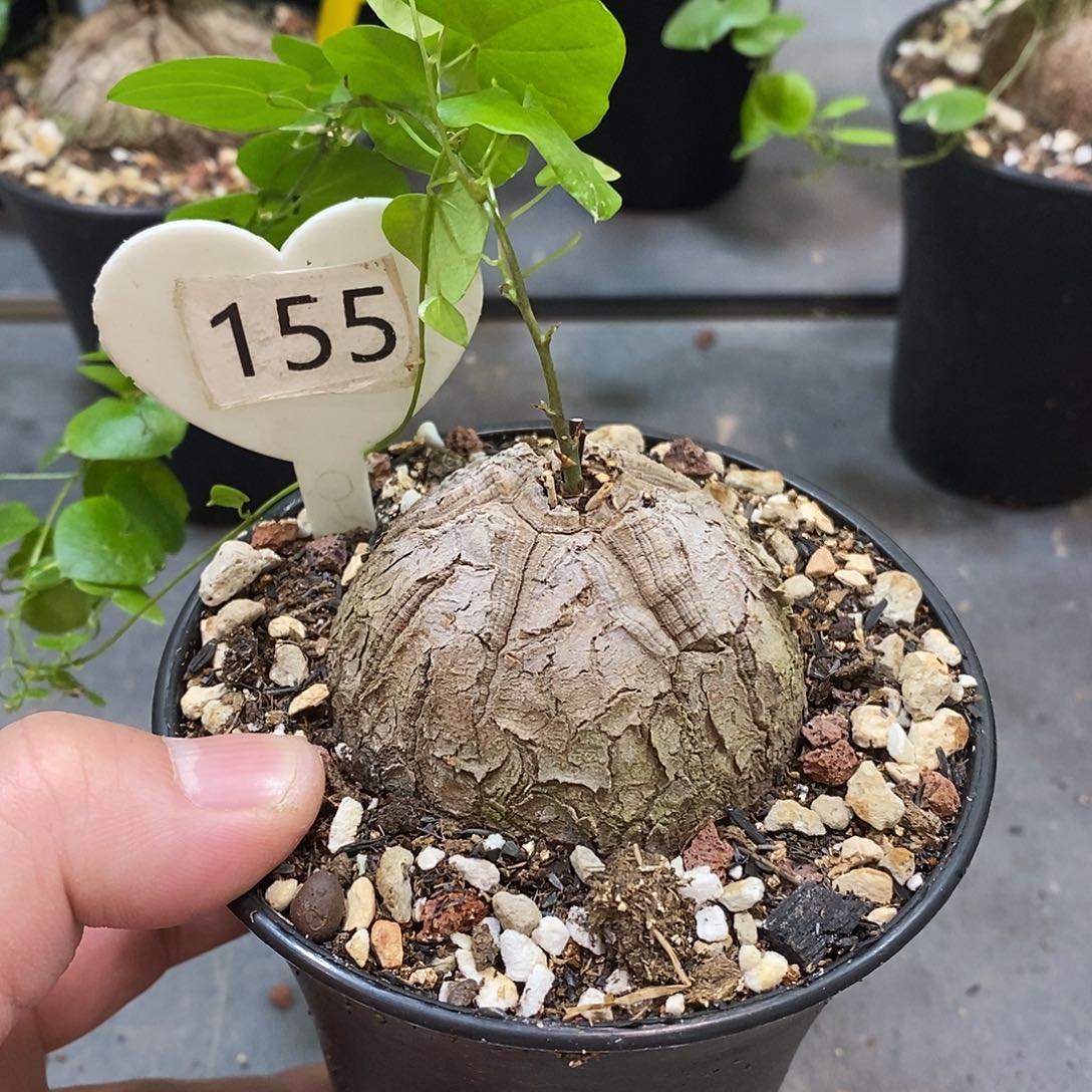 南非龟甲龙龟甲龙