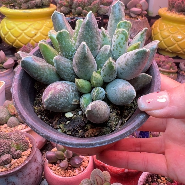 清***培吉祥如意的一天从