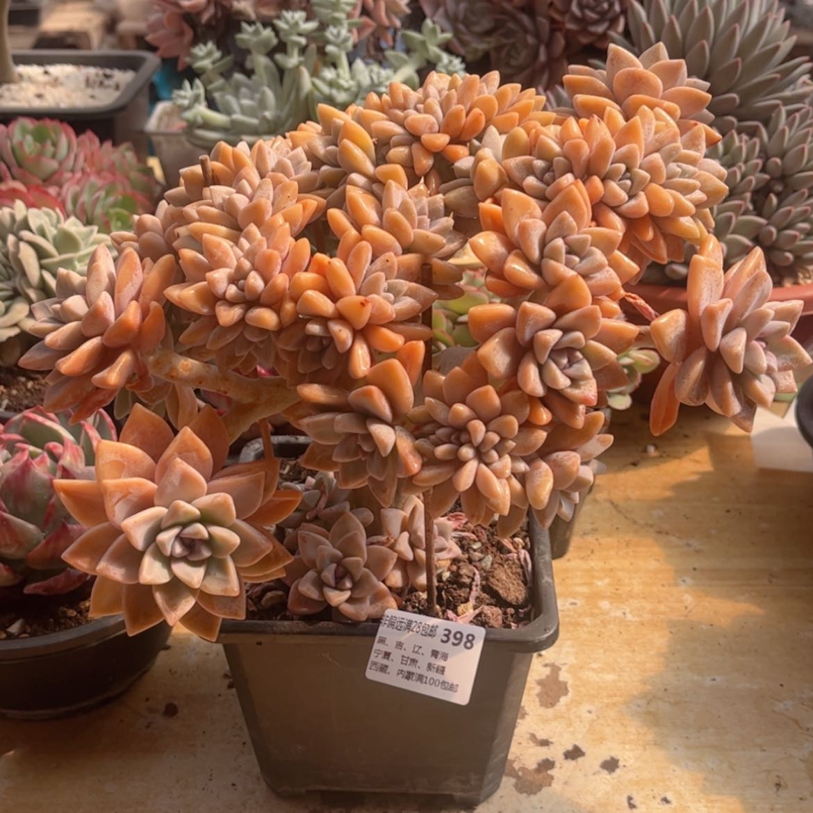 【闪购商品】398淡雪缀