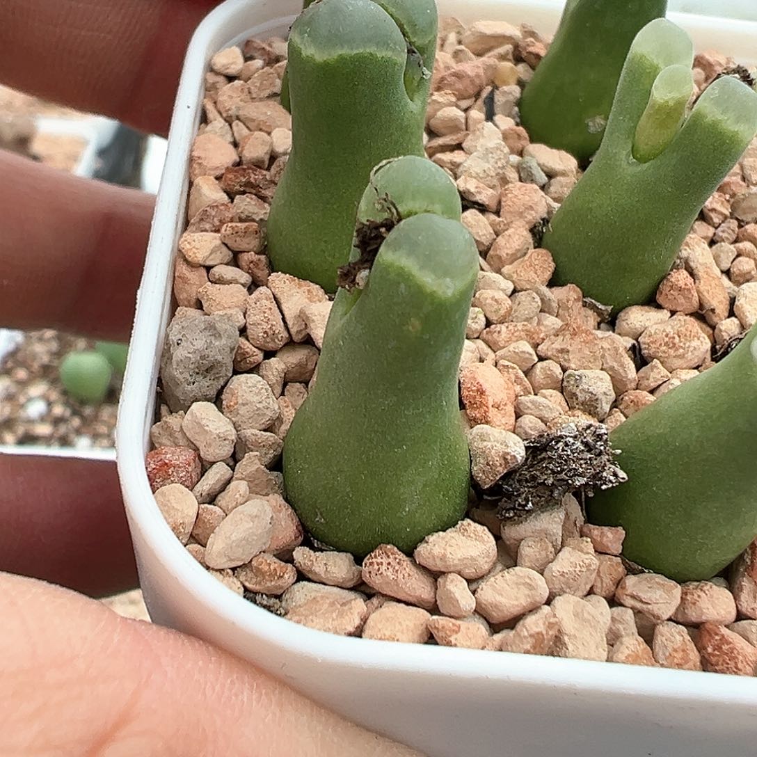 平*佛度风铃 多肉肉锥