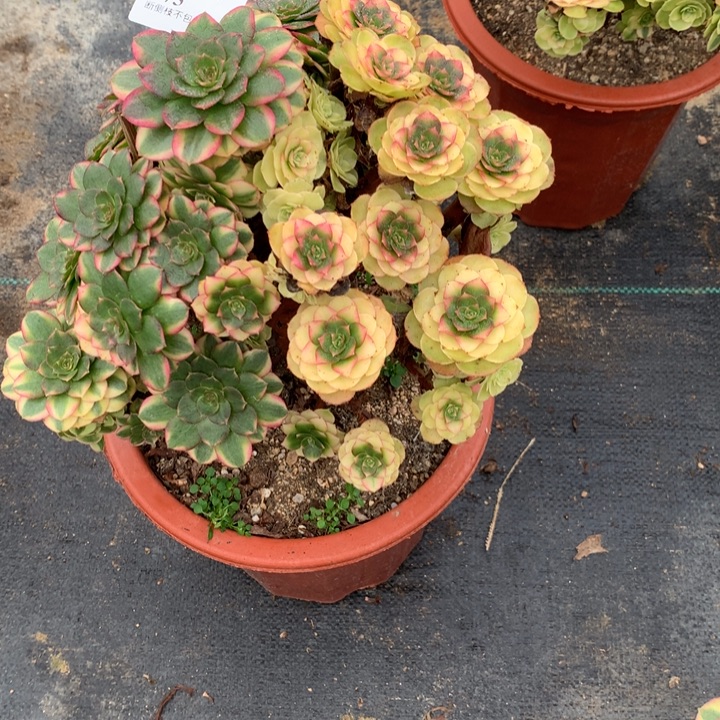 多***界575雨荷多肉植物特价