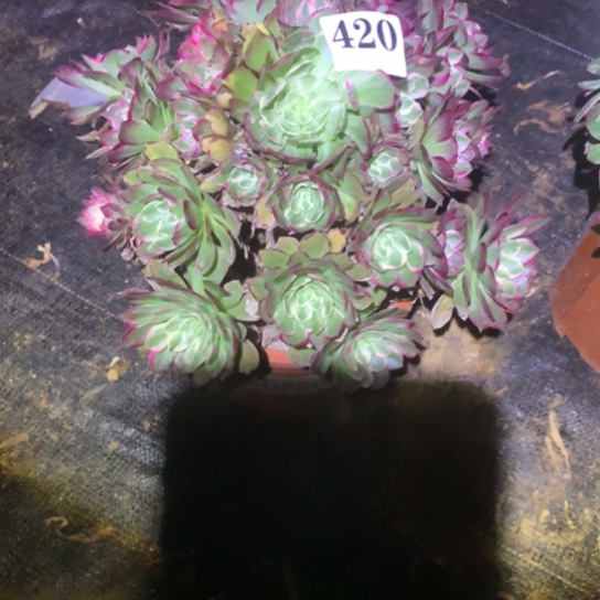 红*月多肉植物海鲜420