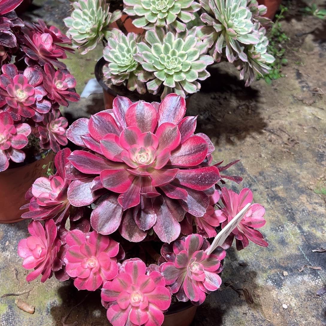 木195多肉3月初0000000000000000