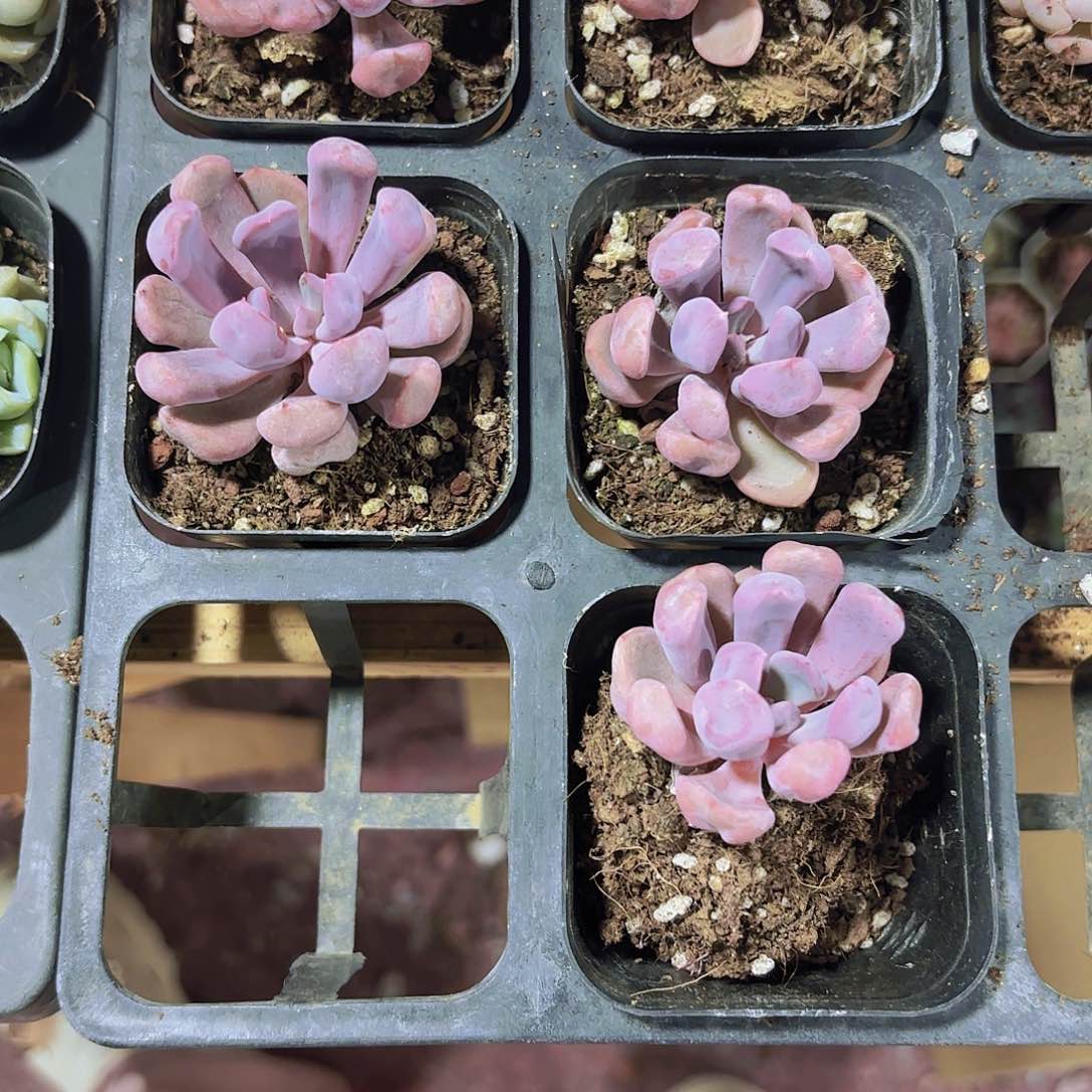 传****姐精品丘比特2米5颗