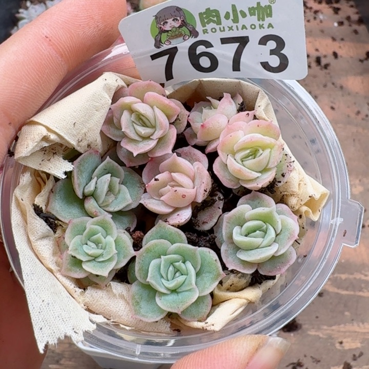 多肉植物多肉植物