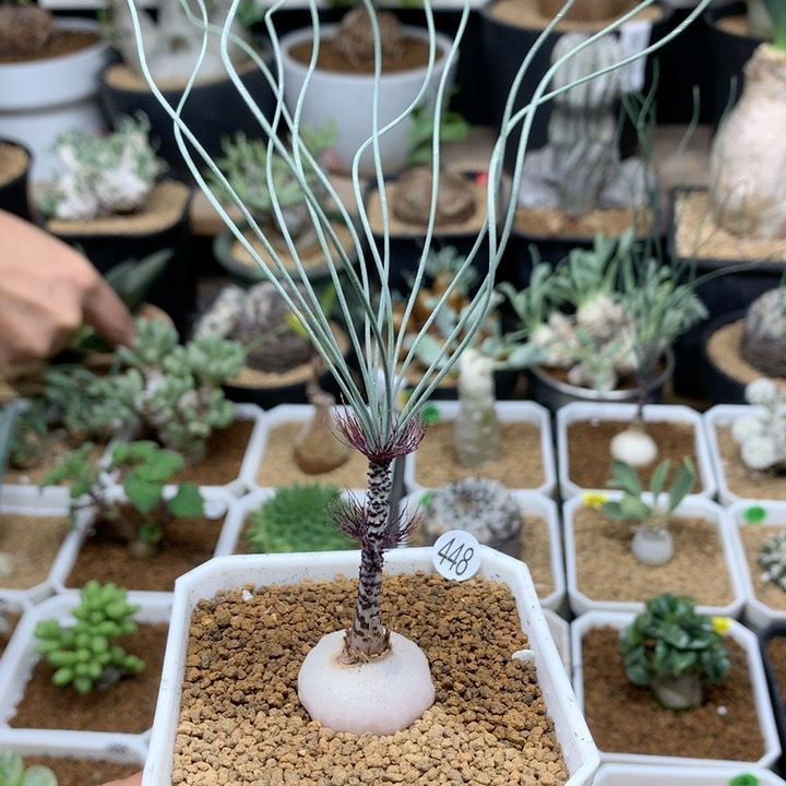 GV弹簧草母本带盆