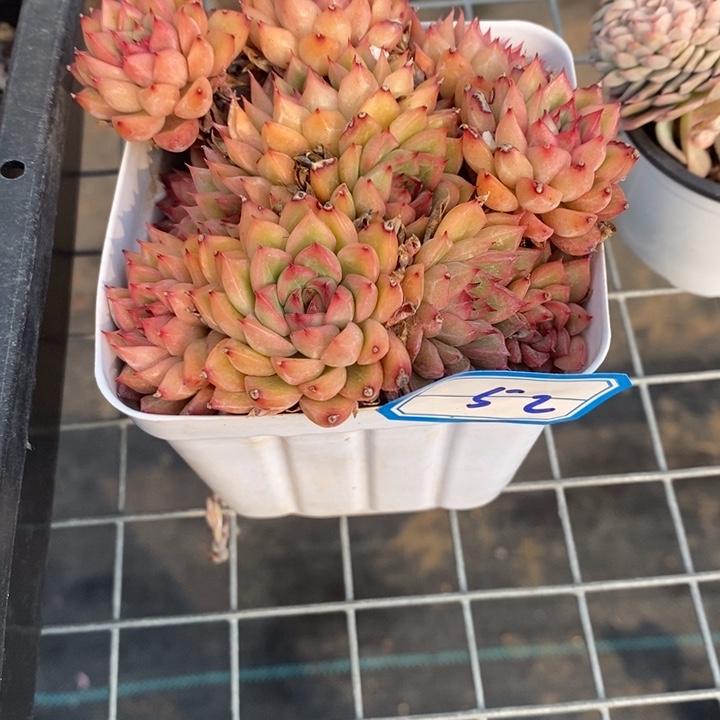 ?*愿一物一拍女雏多肉52