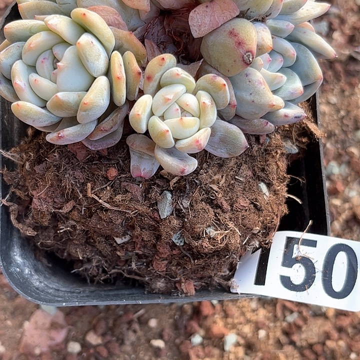 在***乱多肉植物一物一拍