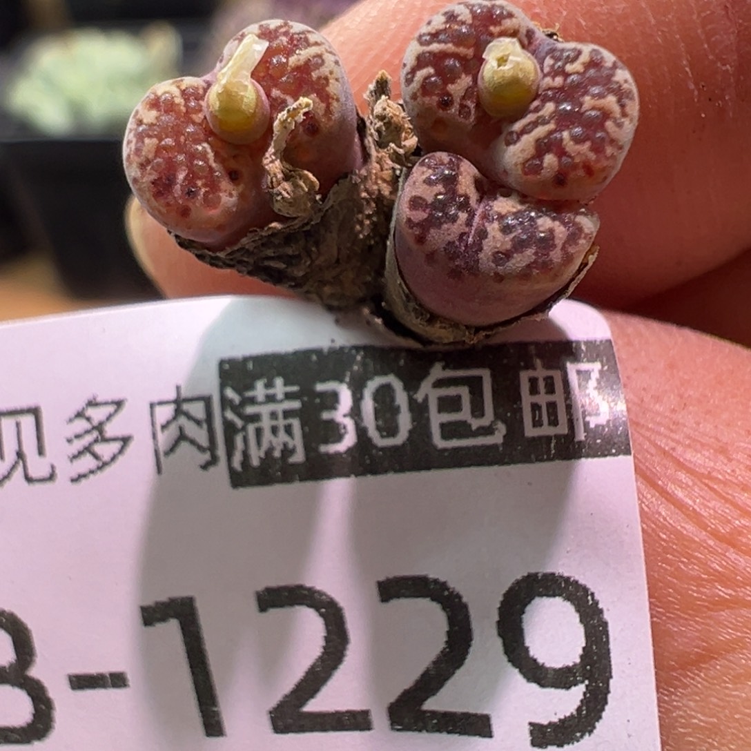 多肉植物11111111111