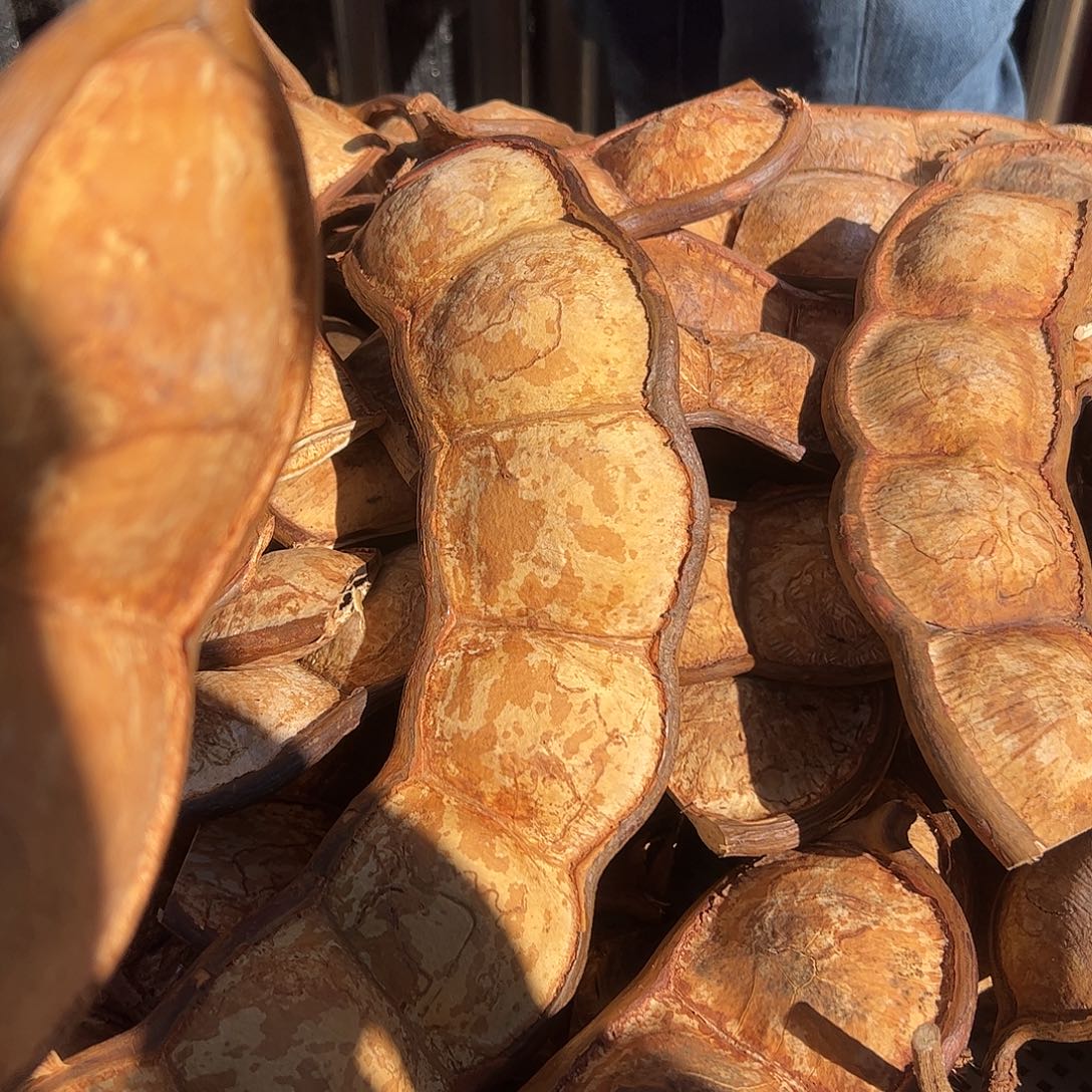 有机玻璃过江龙藤豆平安豆