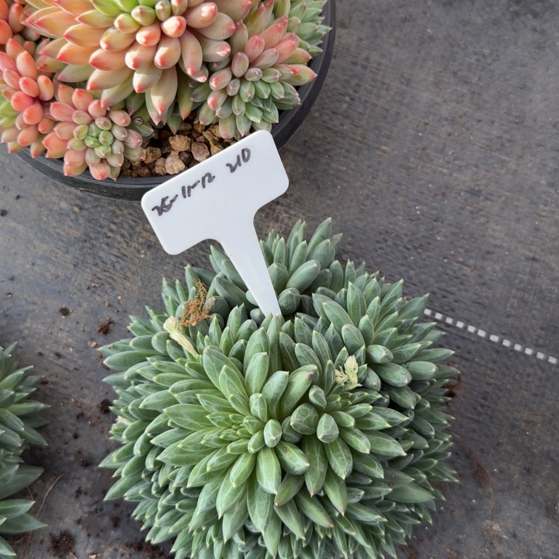 一物一拍2025-11-12雨花石SP210