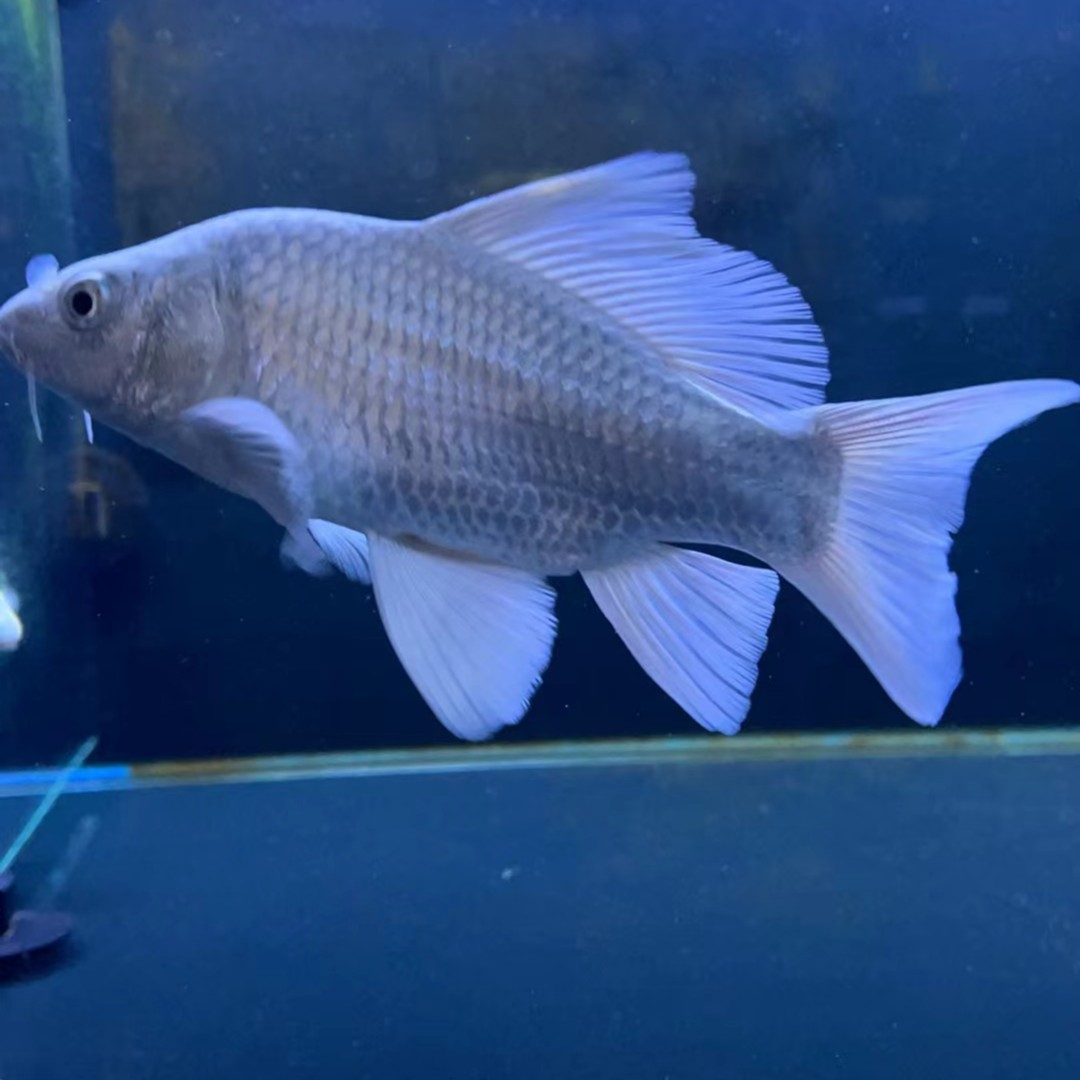 精品蝴蝶鲤10-30公分