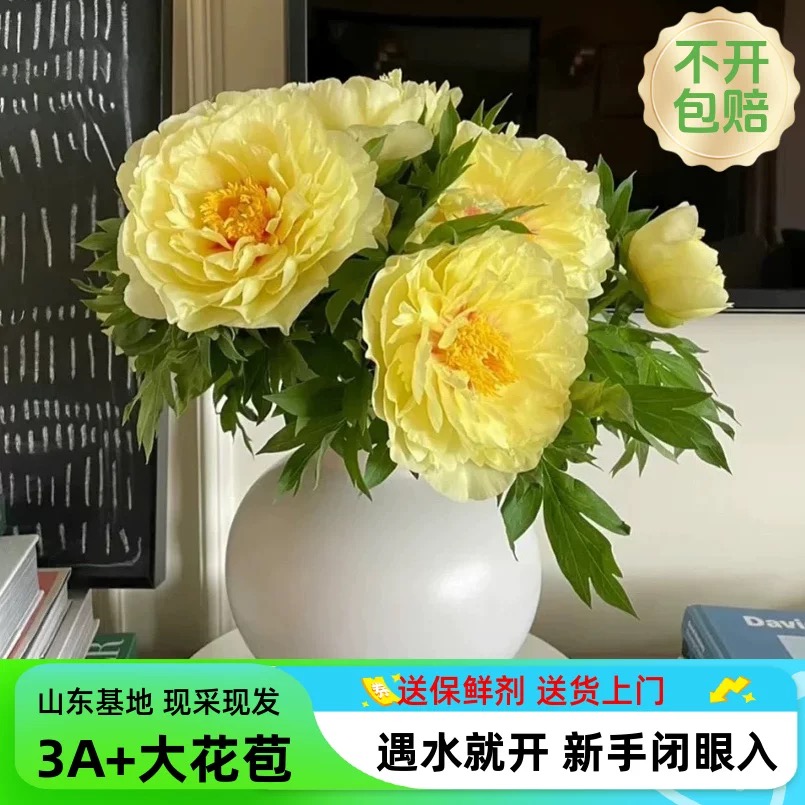 芭茨拉-进口A级-伊藤系山东重瓣大芍药鲜切花 杂交牡丹 水养鲜花