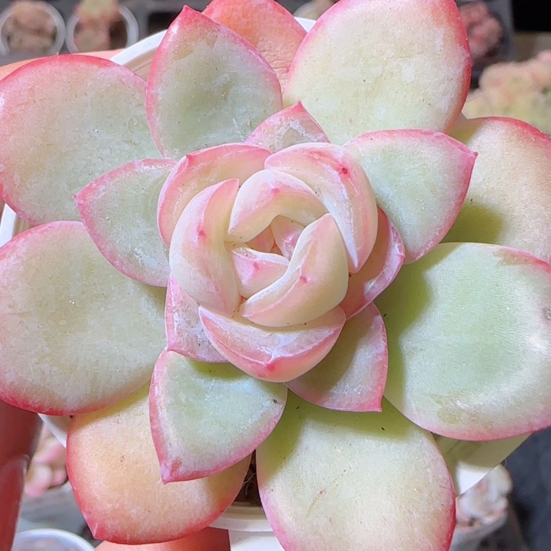 花语多肉1213-123溏心