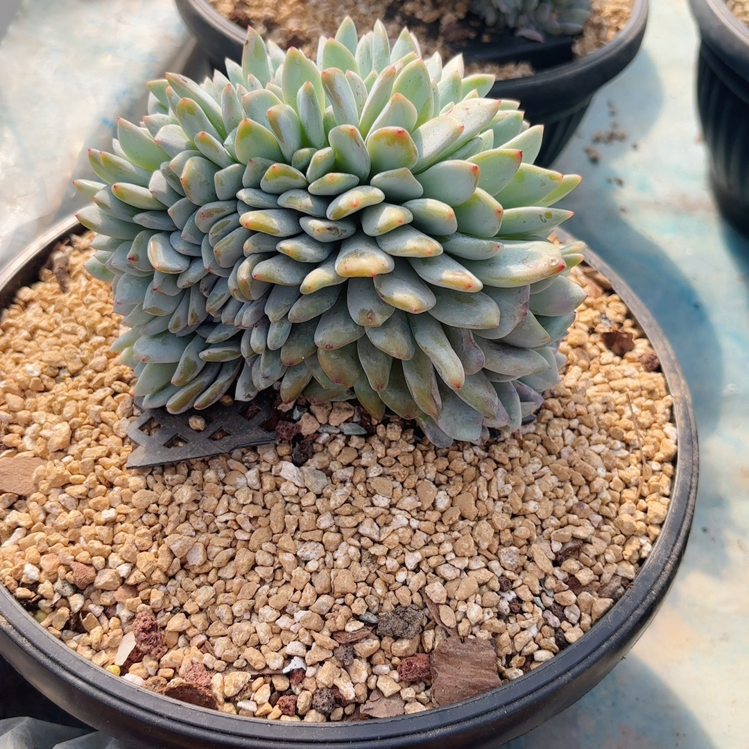 控养星影缀化多肉大群阳台可放