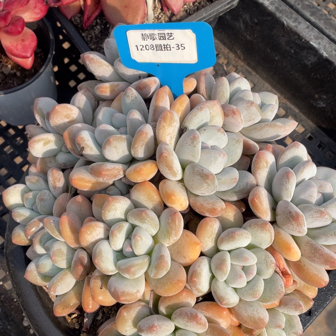 1208-35-香水老桩大群一颗