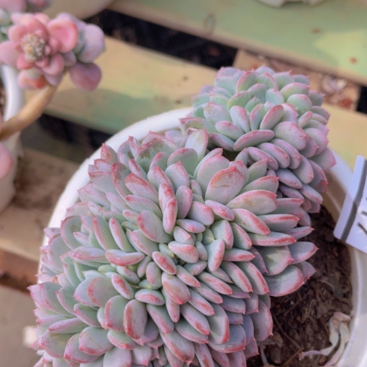 【闪购商品】玛瑙缀05117