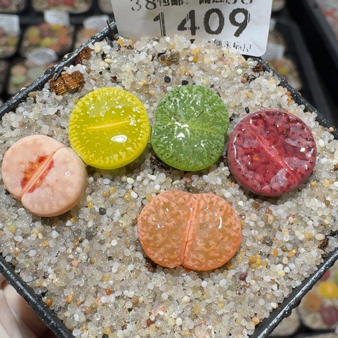 Z小黄车里去捡漏1409疤特