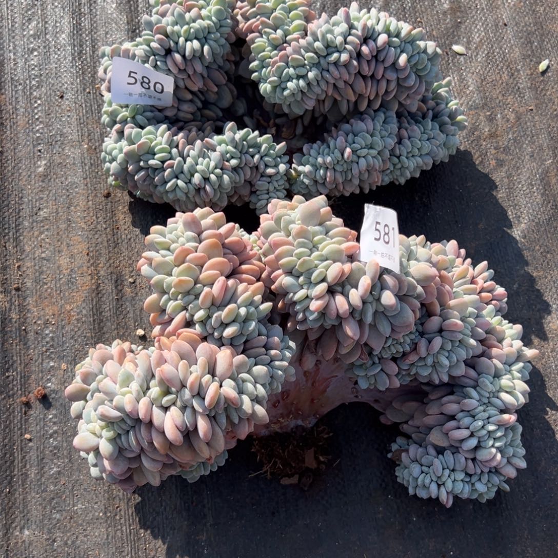 旻***子580和581号粉兔缀化呀呀呀