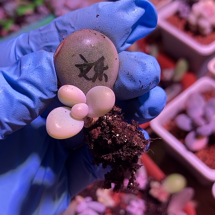 文乐奶酪锦多肉植物