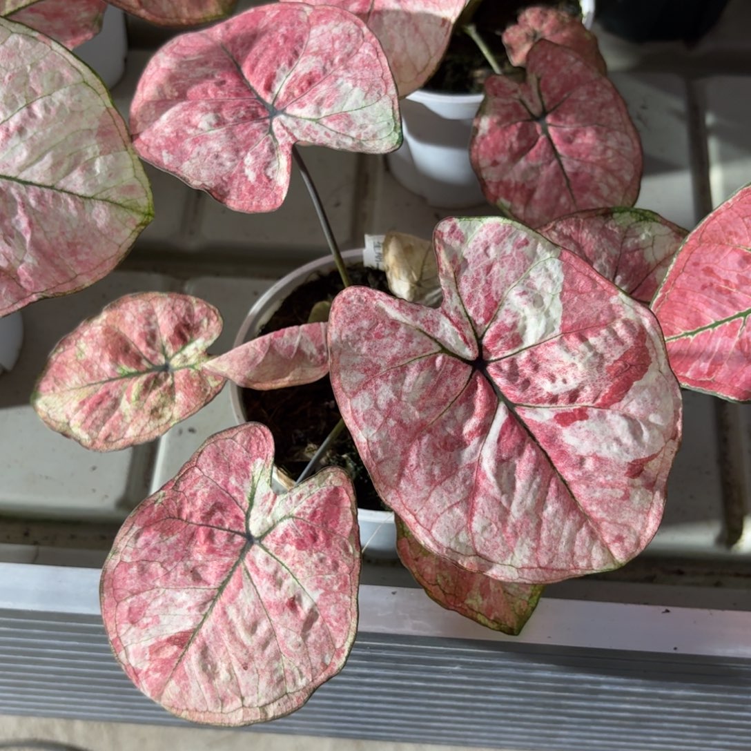 星期二泰国彩叶芋89-1222