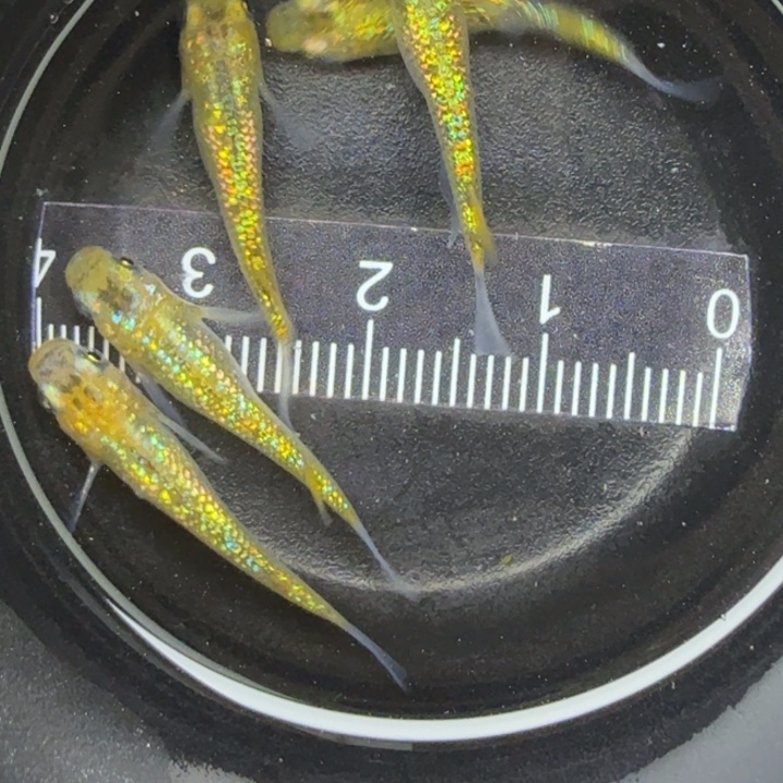 青鳉鱼猫饭星光12号