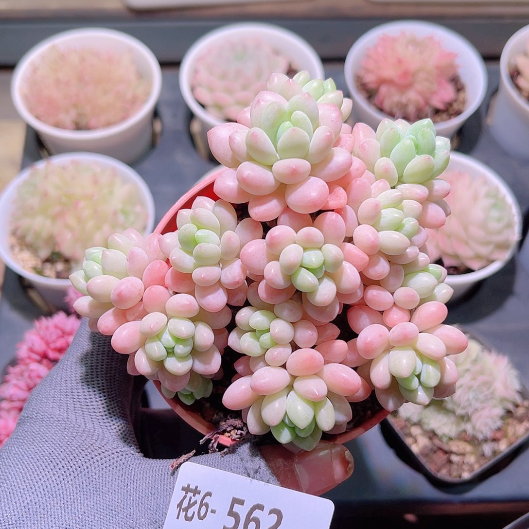花06-562洛可可群