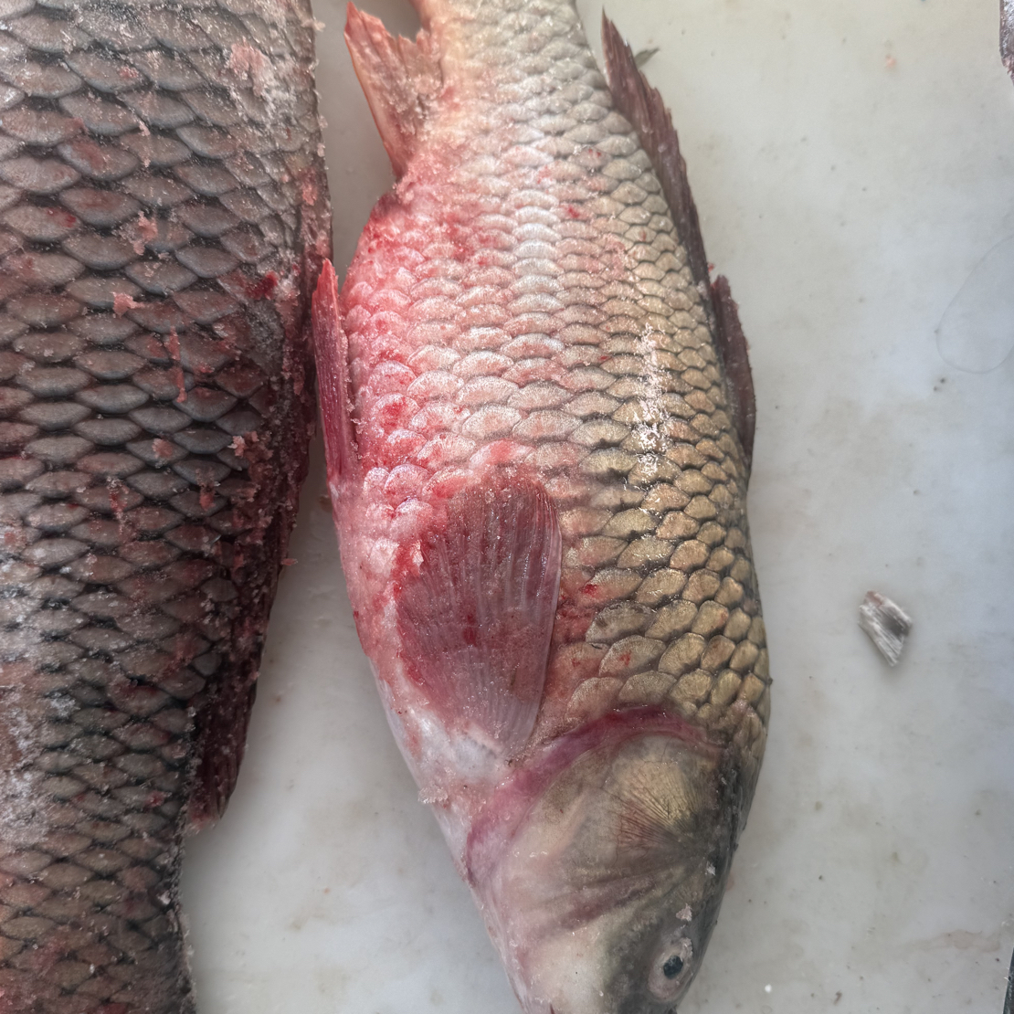 冷水鲤鱼冷冻发货