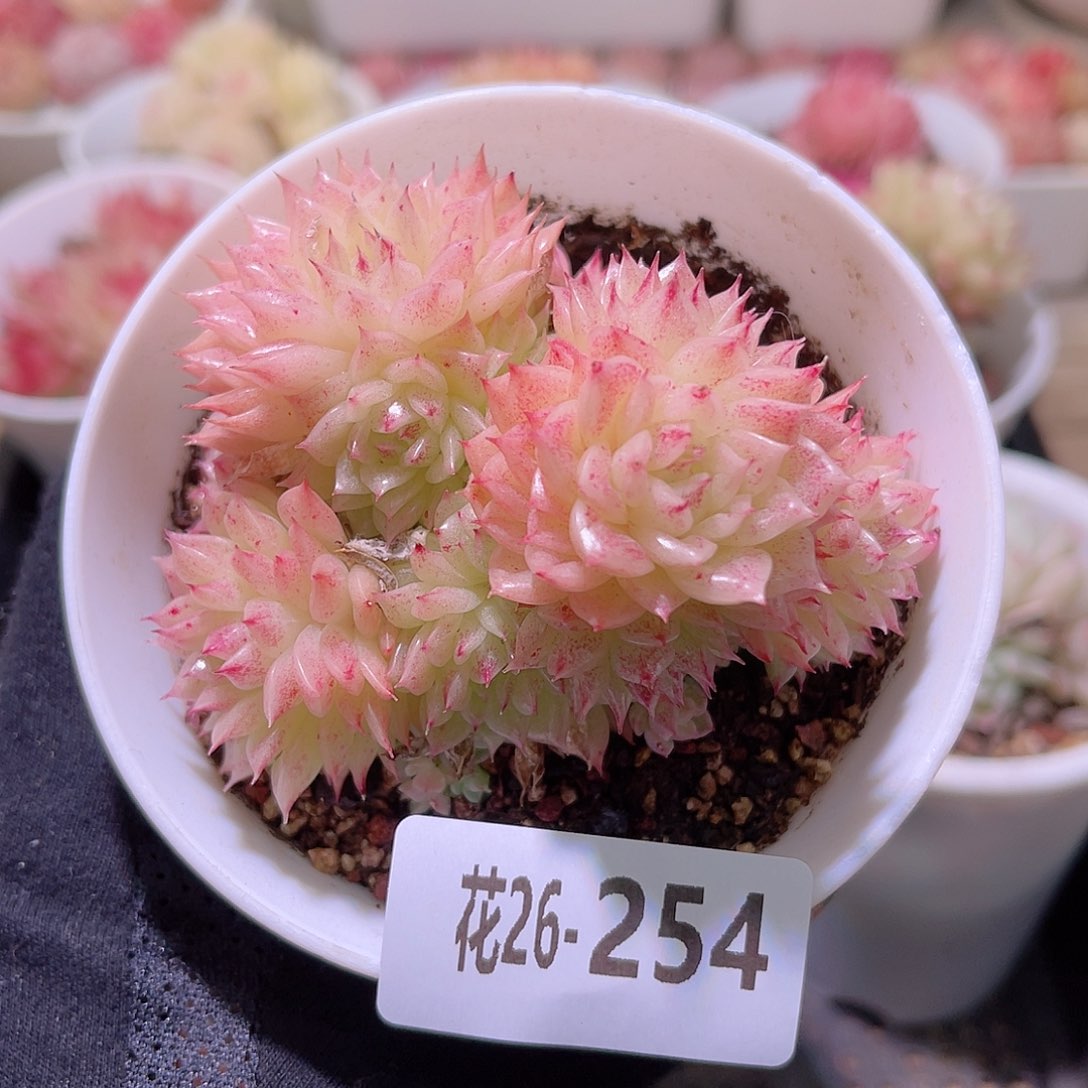 花利美26-254麦秆群