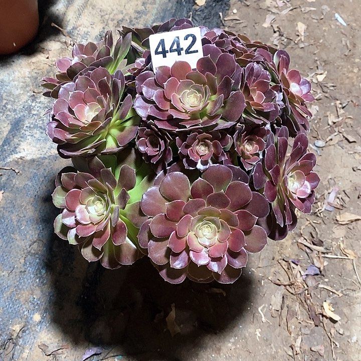 法师植物一物一拍123456