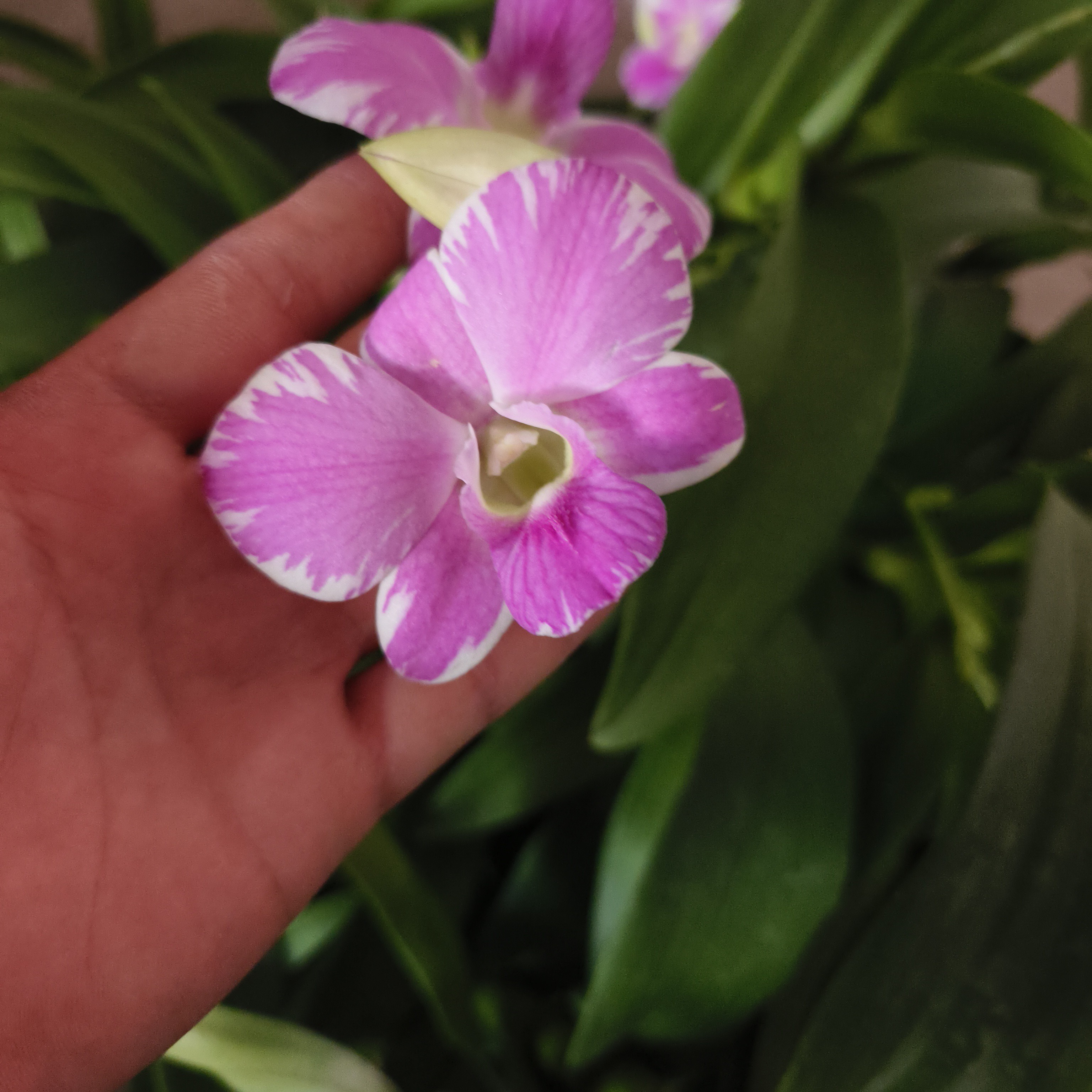 预售11-2批（盖）｜国王泼墨花苗介意勿拍