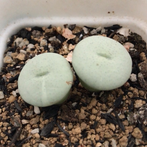 多肉肉锥 Y172大饼