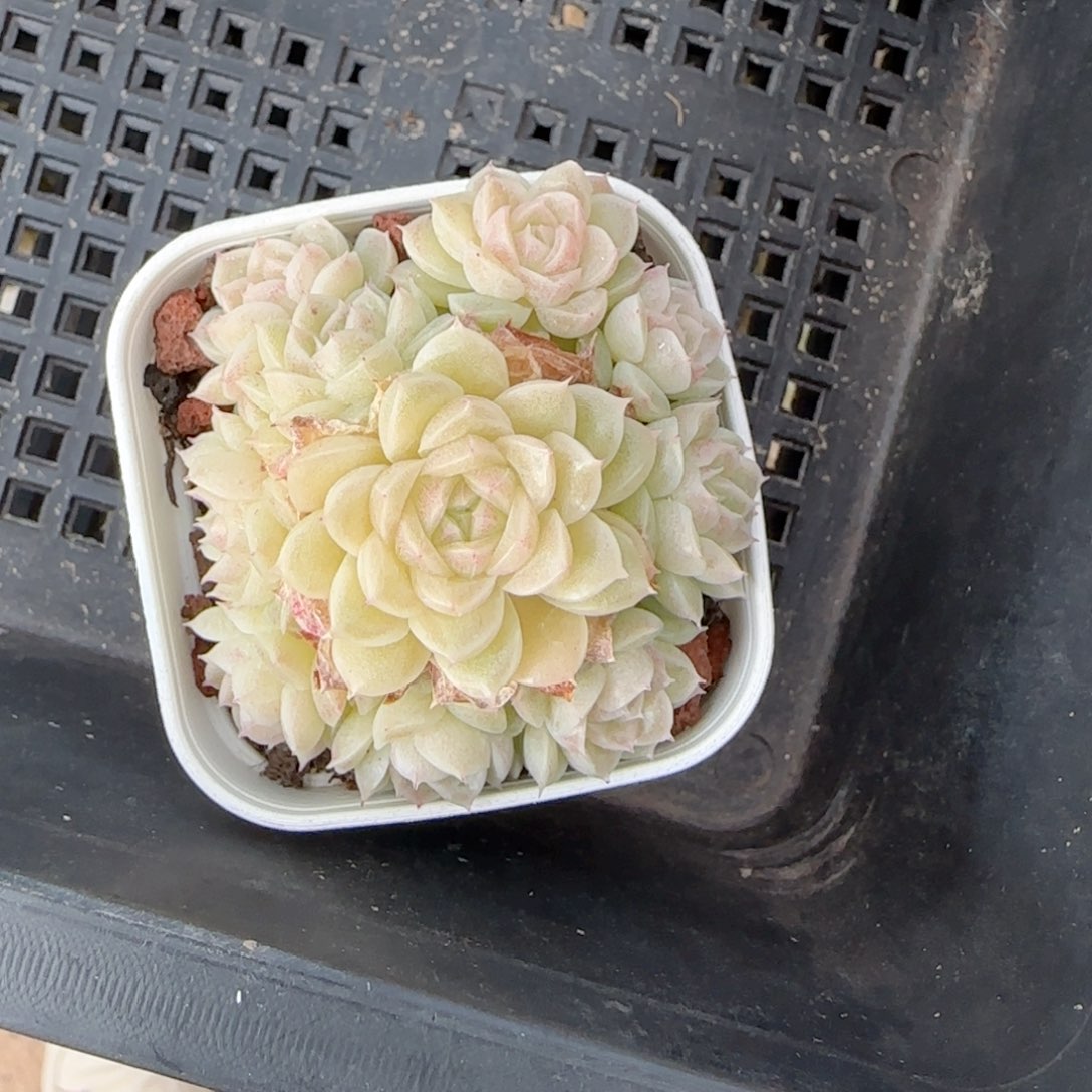 我****猫【闪购商品】0215-25（fm-6）