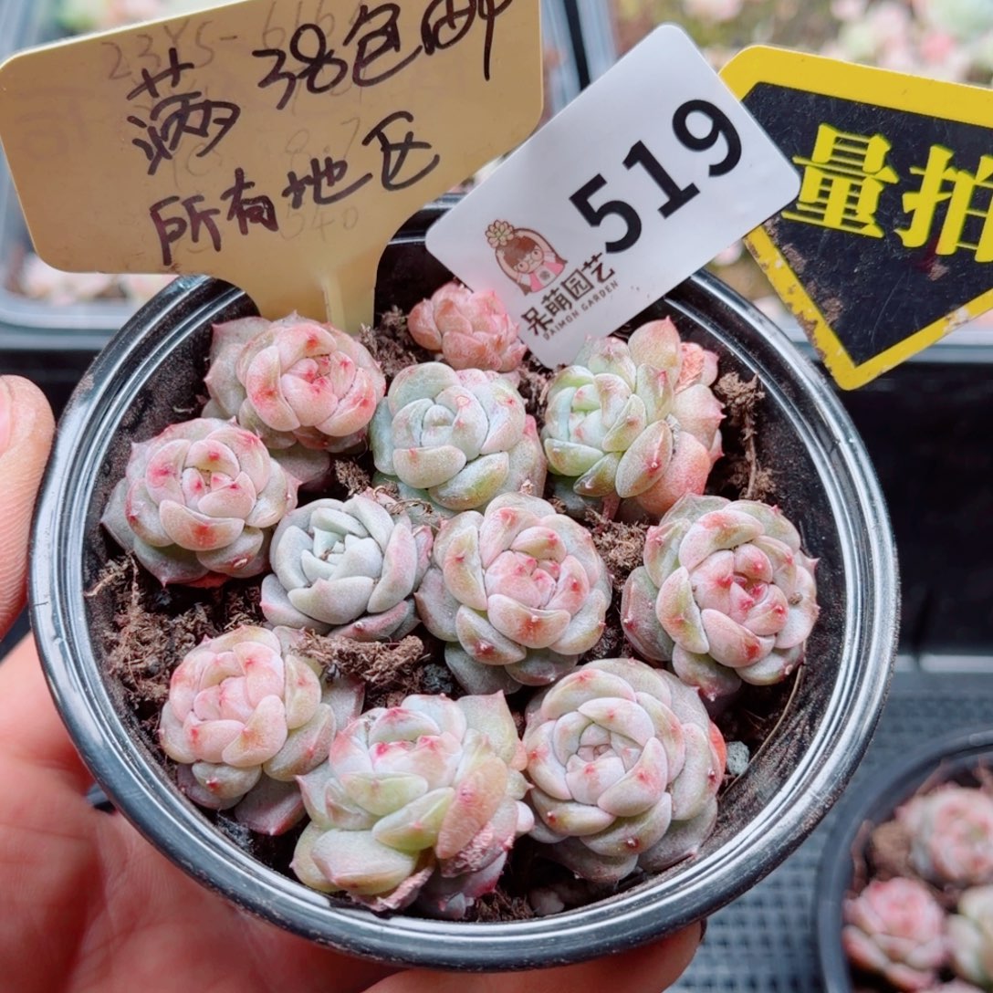 多肉植物多肉植物