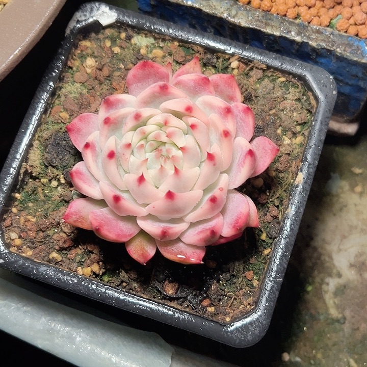 小鹿多肉一物一拍665