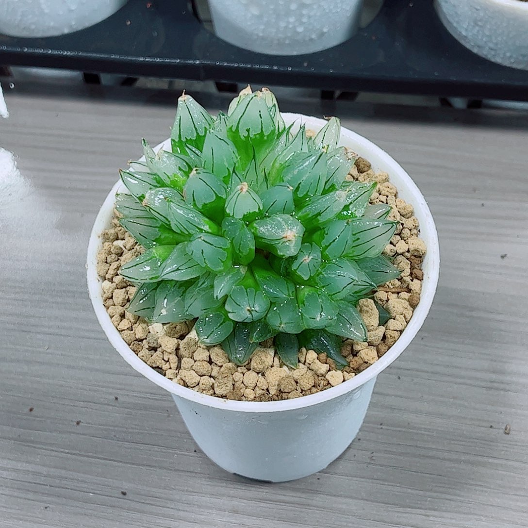 西亚姬玉露一勿一拍