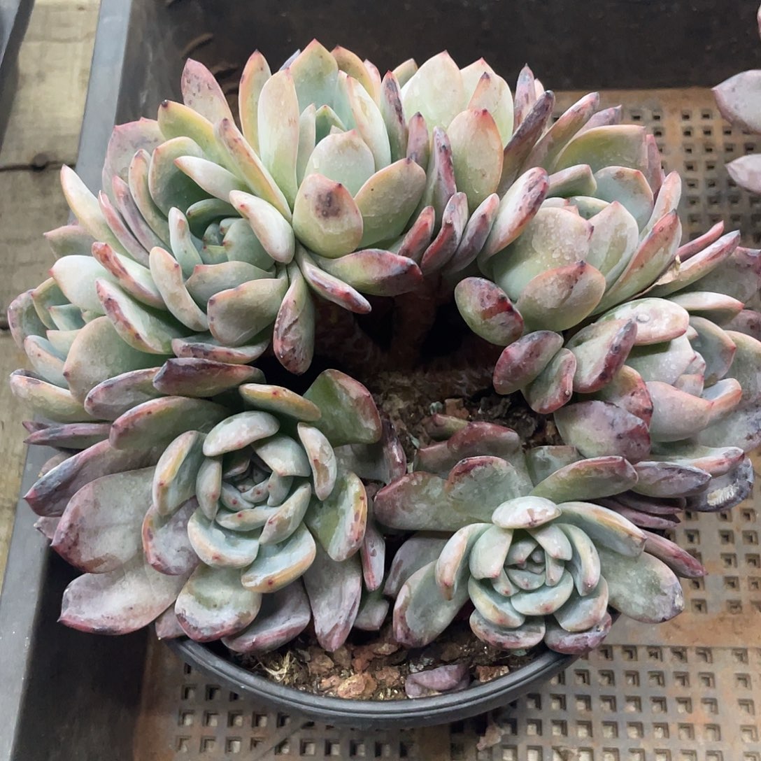 全明星朵缀8头，有下叶痕迹，介意慎拍