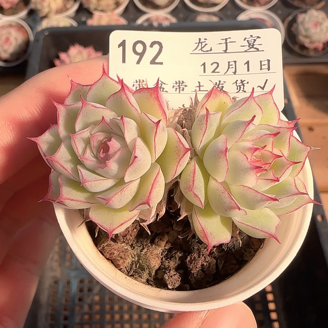 多肉1201-192女王玫瑰