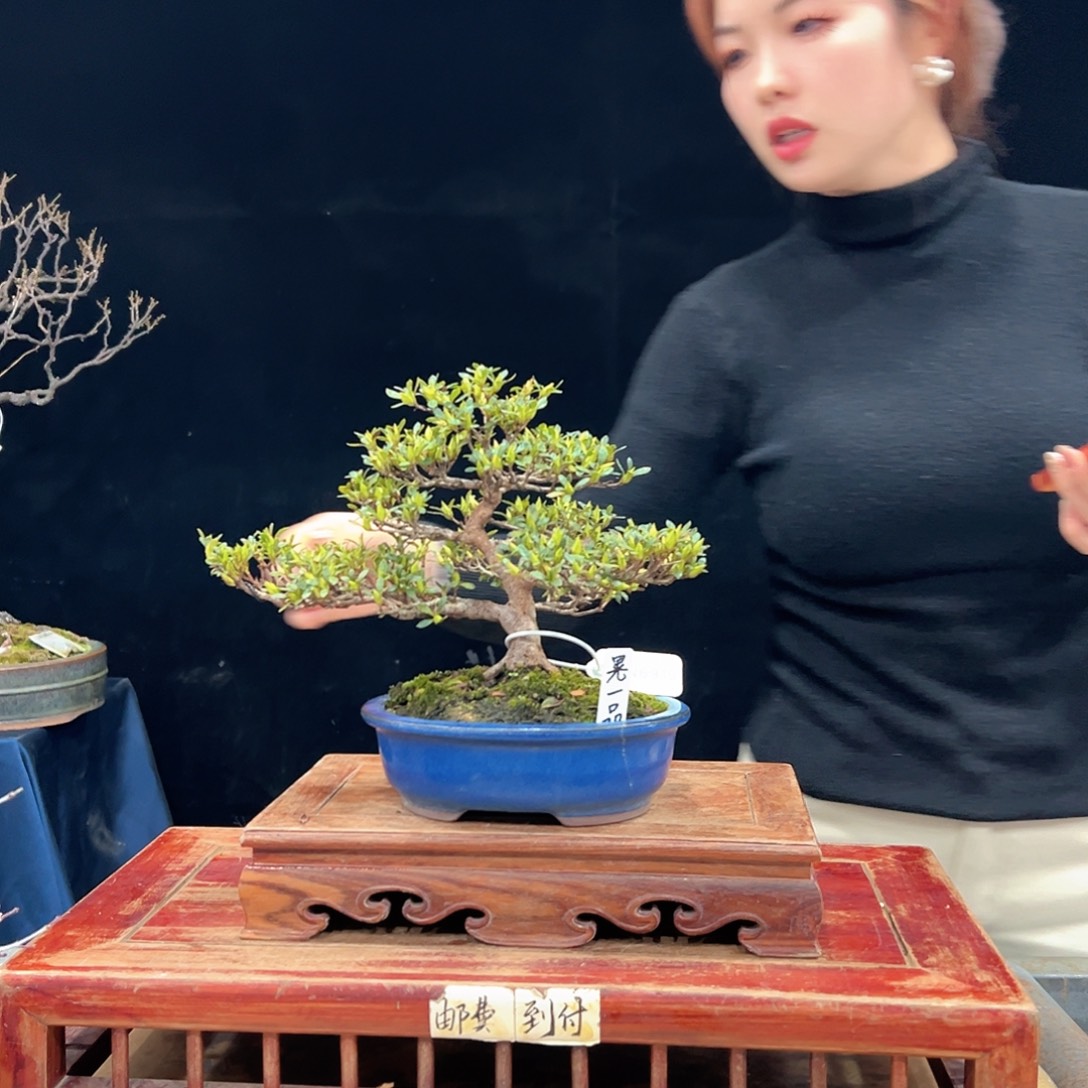 依***然无花朵杜鹃花的诗作是一