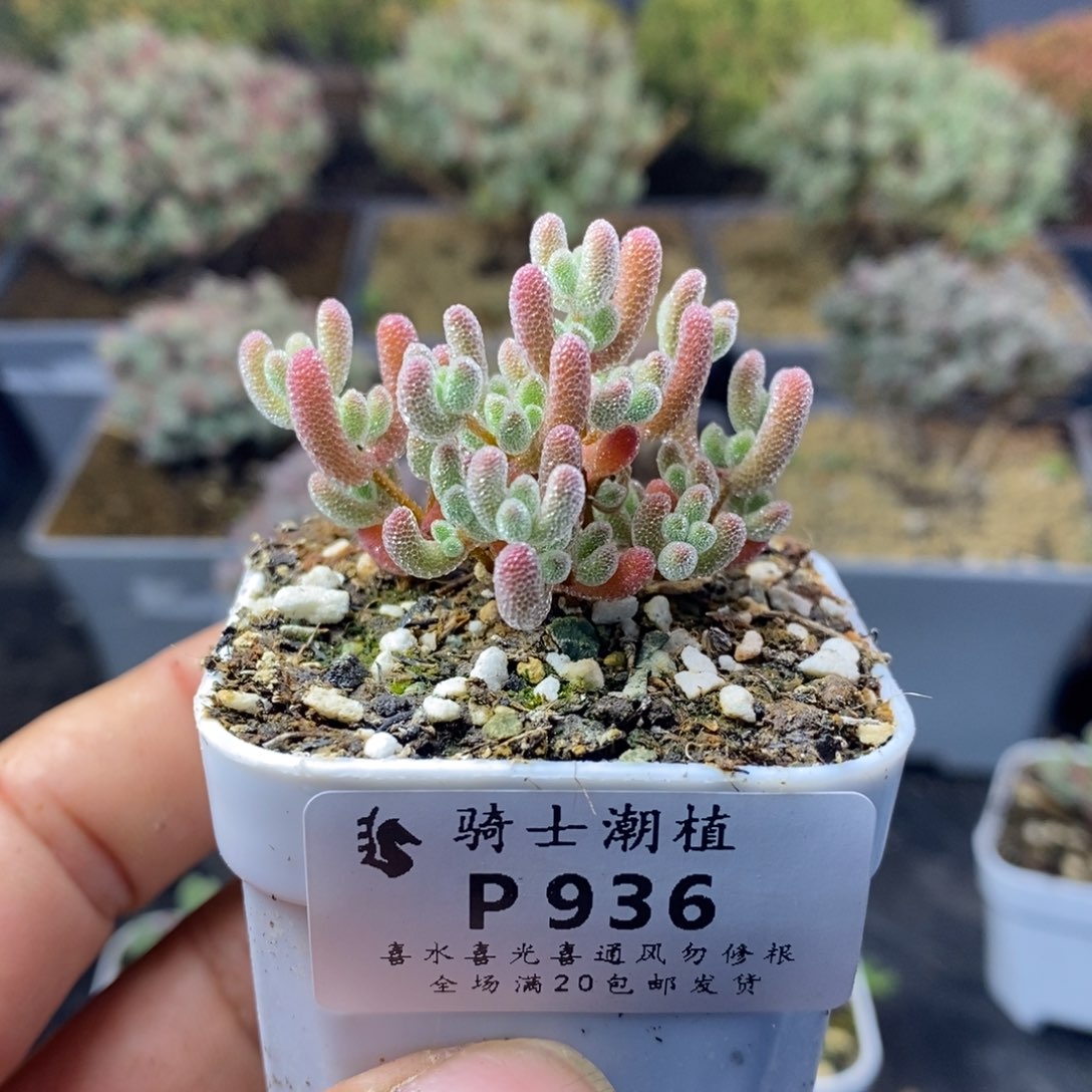 936实生优选冰晶