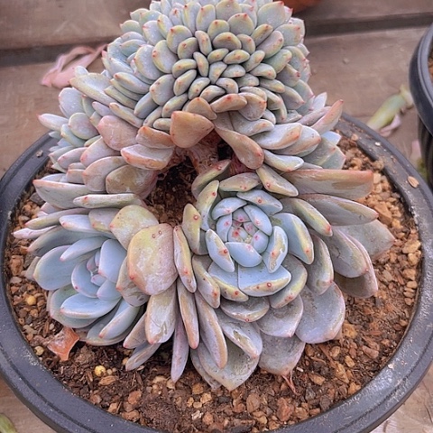 一物一拍星影缀化