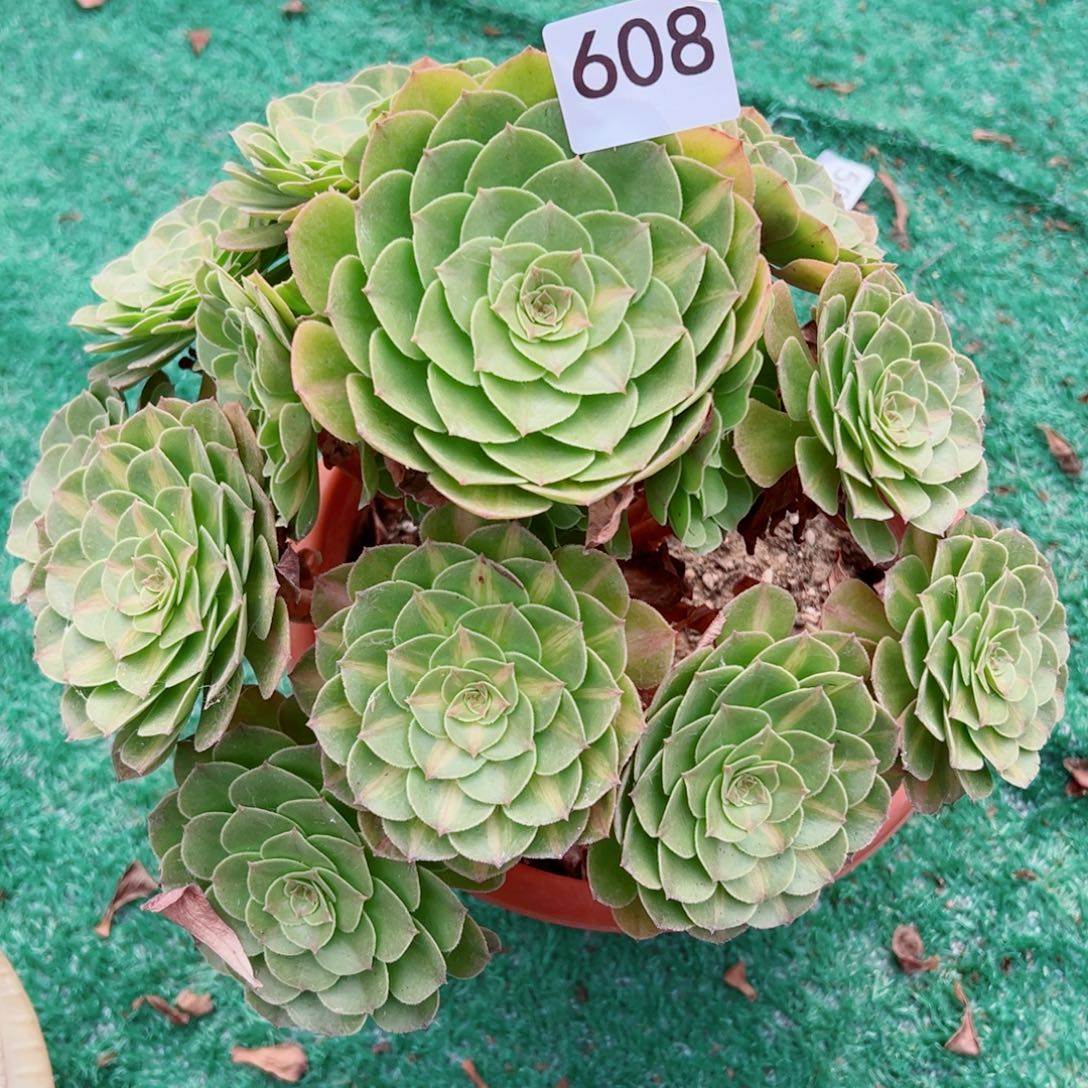 608抹茶法师多肉植物